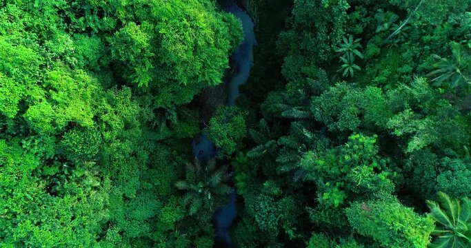 Aerial top down view river in tropical jungle green rainforest. 4K