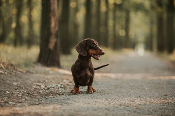 brown dog dachshund