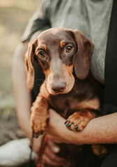 portrait of dog dachshund