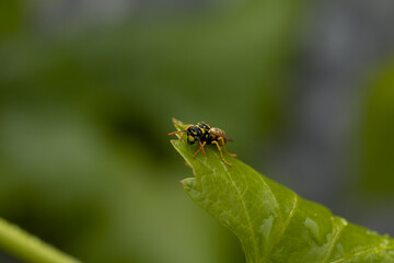 yellow wasp in a leaf 