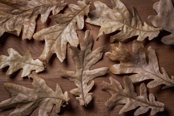 Autumn background. Autumn leaves on a wooden surface. Dry oak leaves