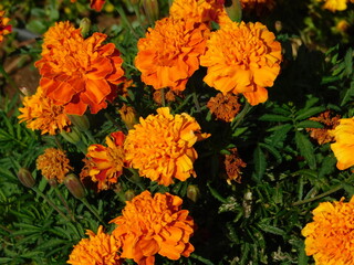 Mexican marigold, or Tagetes erecta, orange flowers, in a garden in Attica, Greece