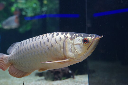 17 Best アロアナ Images Stock Photos Vectors Adobe Stock