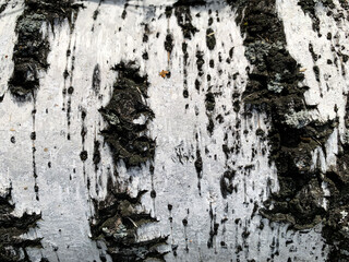 Birch bark black and white texture. Natural background