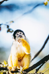 Petit singe saïmiri jaune à tête noire ou singe-écureuil