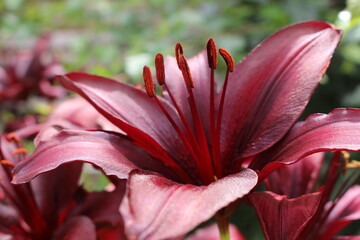 Lilie © Nieschefart