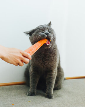 Crop hand feeding cat with carrot