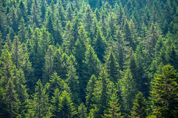 Spruce tops in sunlight on a forest slope