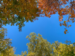Autumn forest and blue sky in a sunny day. red and yellow trees. Autumn rowan. .Templates for quotes