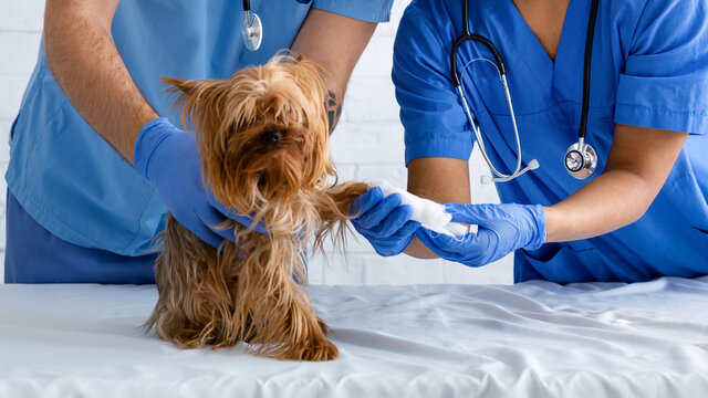 Closeup of vet doc with nurse bandaging dog's paw at animal clinic