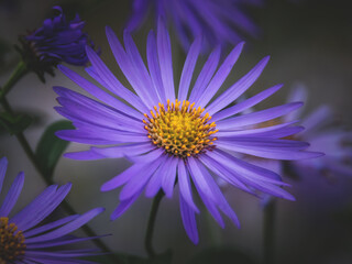 Fototapeta premium Lila Blumen