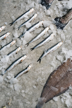 A bunch of little fish on ice