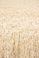 Provence field of wheat 