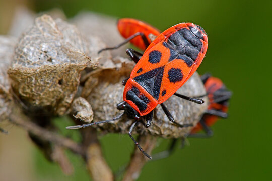 Gemeine Feuerwanze (Pyrrhocoris apterus) - firebug