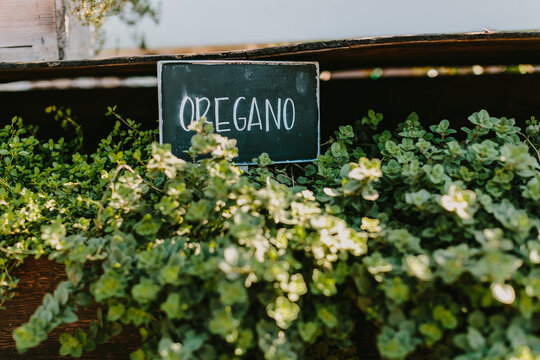 Oregano leaves / plant