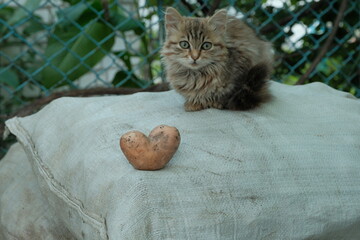 the cat is lying on bags of potatoes and next to him potatoes in the shape of a heart