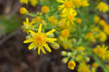 Flor silvestre amarilla