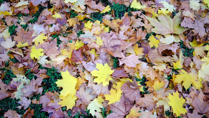 autumn leaves background