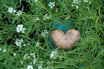 heart shaped potatoes lie in the green grass with white flowers
