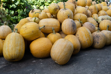 a bunch of fresh yellow pumpkins. A festival concept. autumn harvest