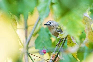 Goldcrest sitting among the leaves in the autumn forest
