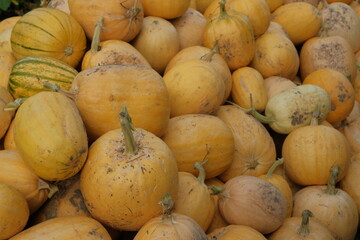 a bunch of fresh yellow pumpkins. A festival concept. autumn harvest