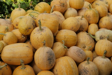 a bunch of fresh yellow pumpkins. A festival concept. autumn harvest