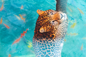 jaguar in the water among koi carp