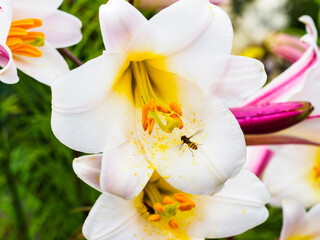 lis royal ou liliim regale wilson © Francois