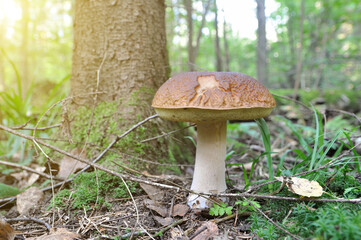 White mushroom in the forest. Mushroom season.