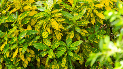 colorful croton leaves for background,Codiaeum variegatium,Croton, Variegated Laurel, Garden Croton.