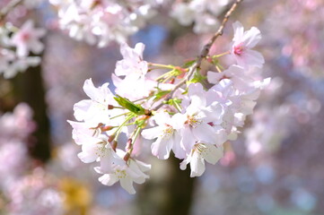 Close up pink cherry blossom of Japan in the seasonal blooming, Japan Tourism concept