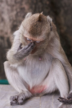 Embarrassed Monkey