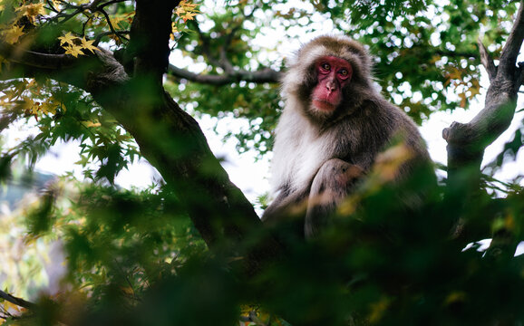 Japanese macaque on a maple tree