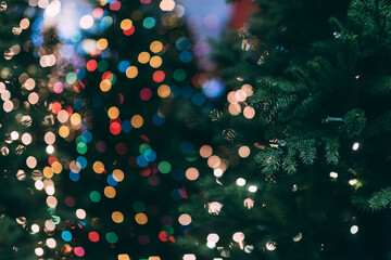 Trees in a Christmas Shop