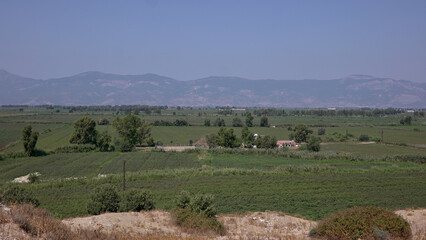 Fototapeta premium landscape with sheep