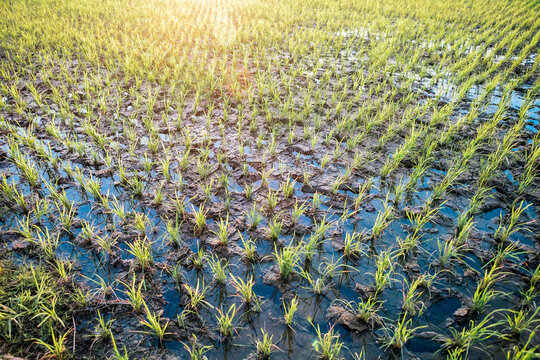 Rice Fields at Sunrise in the Philippines
