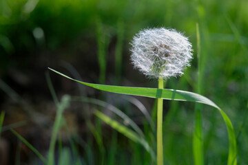 flowers in nature