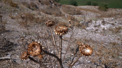 Plant on the ground