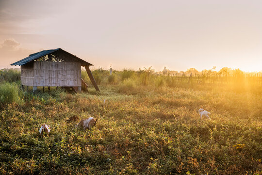 Sunrise in a Farm Shed in the Philippines
