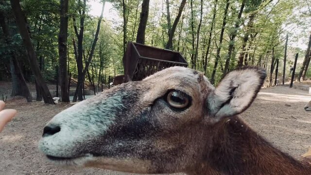 Hand feeding a ram, mouflon in the reserve close-up sunny day