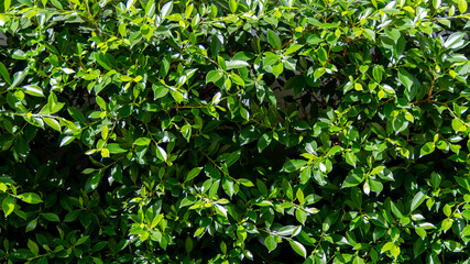 Simple green leaf background Copy space Text area For design work