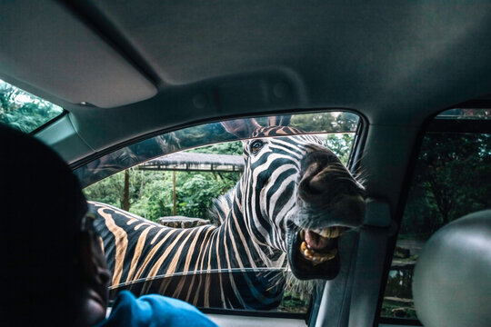 Zebra Sticking Head Inside Passenger Car Begging for Food
