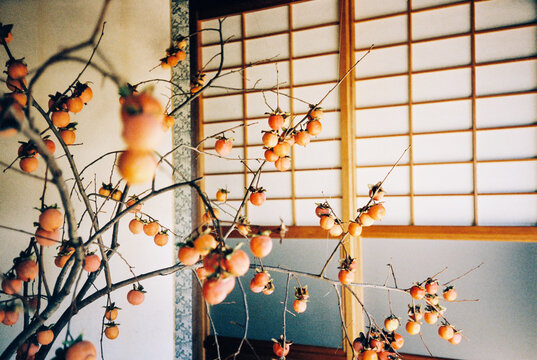 Persimmon Branches Ikebana Shot on Porta 400