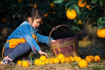 Happy Kid Pick Orange in the orange Farm