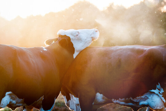 Fleckvieh morgens auf der Weide. Kühe kuscheln.