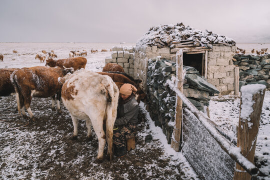 Woman working with livestock