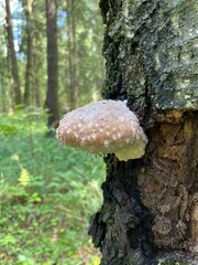 mushroom in the forest