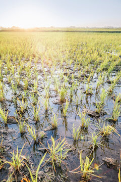 Rice Fields at Sunrise in the Philippines
