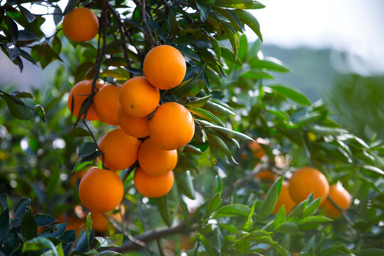 Ripe Oranges on the tree